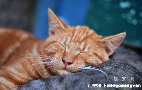 怎么判断母猫有没有怀孕?