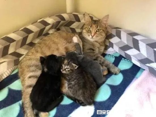 哺乳期的猫吃什么下奶 做菜注意不要放盐