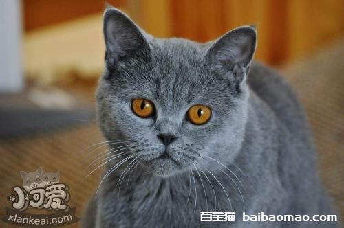 沙特尔猫毛发怎么护理 沙特尔猫毛发护理方法