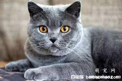 猫咪绝育麻醉使用针麻和气麻的特点？