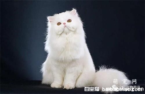 猫咪得狂犬病的症状？有什么办法可以预防吗？