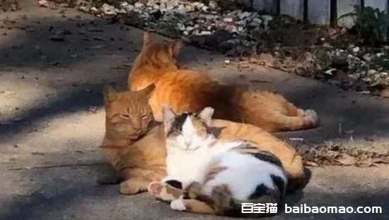 后院猫和正规猫的区别