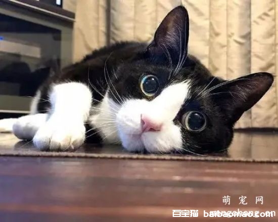 猫咪冬天也会发情吗