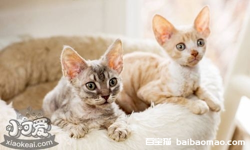 柯尼斯卷毛猫粘人吗 柯尼斯卷毛猫习性介绍