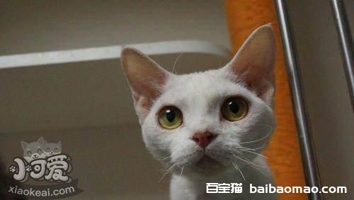 德文卷毛猫能吃螃蟹吗 尽量不要给猫吃海鲜