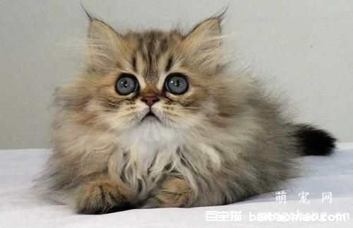 猫咪隐睾可以生育吗