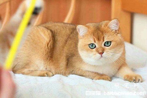 小猫胎死腹中母猫征兆