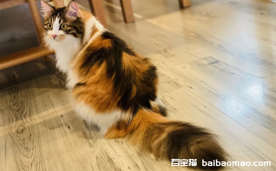 三花猫为什么是猫界美女