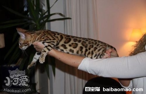 怎么给热带草原猫洗澡 热带草原猫洗澡方法