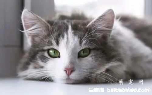 怎样治疗猫咪的博代氏菌感染？