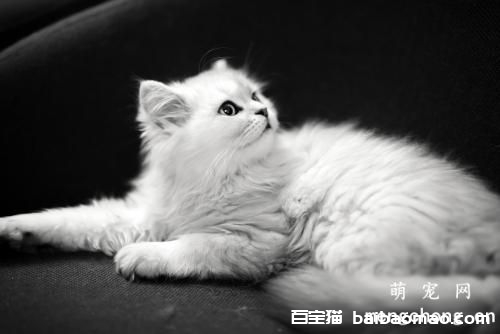 猫咪拉肚子还吐了怎么回事？