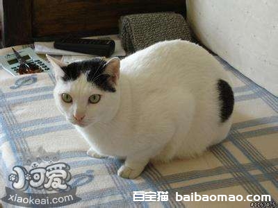 日本短尾猫吃什么 日本短尾猫喂食要求