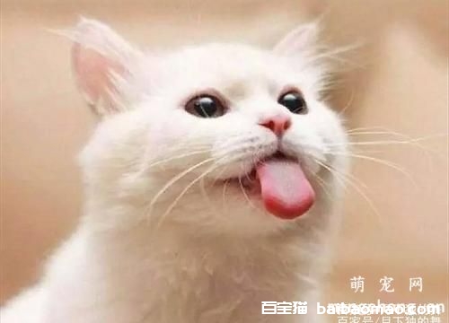 猫咪绝育几天能恢复