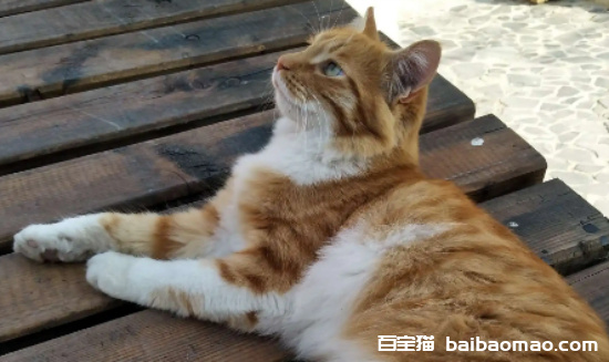 黄白两色的猫是什么品种