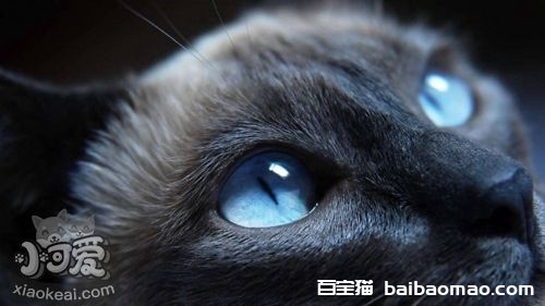 哈瓦那棕猫怎么洗澡 哈瓦那猫洗澡注意事项