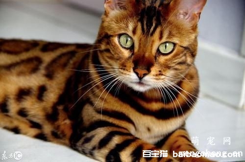 猫怀孕64天了还没有生产迹象