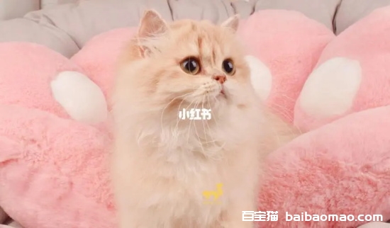 小猫睡觉一直发出咕噜咕噜的声音，探索背后的原因及其意义