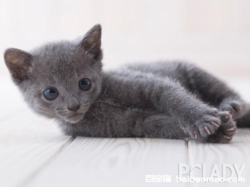 刚出生的小猫咪怎么才能养活？全面指南为新生小猫提供最佳照护