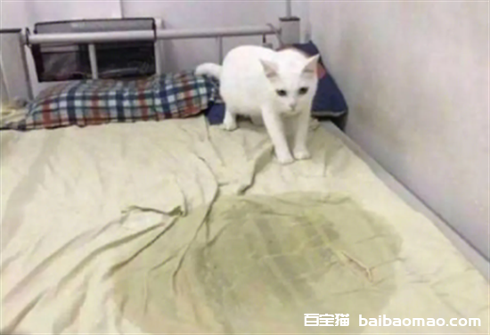 猫在床上拉尿什么原因