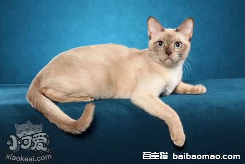 东奇尼猫怎么养 东奇尼猫饲养方法