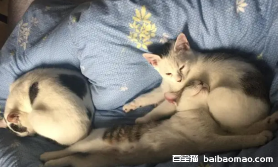 母猫会主动给小猫断奶吗