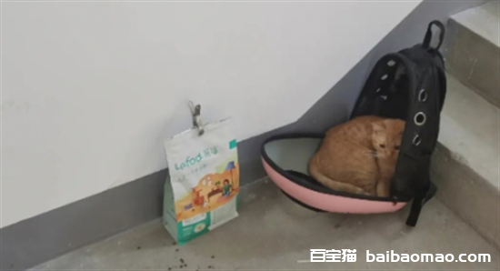 猫在楼道里丢了怎么找