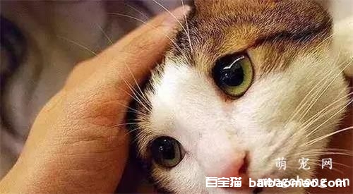 猫咪分娩后为什么会吃掉胎盘？