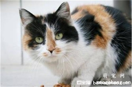 猫怀孕可以摸肚子吗?