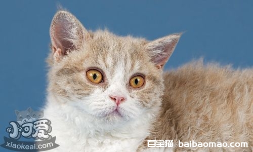 塞尔凯克卷毛猫喜欢吃什么 塞尔凯克卷毛猫喂食指南