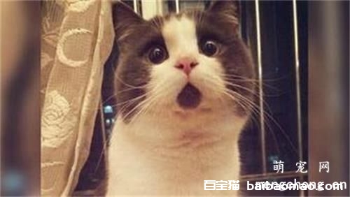 猫咪绝育之前一定要禁食8小时吗?