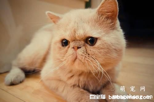 猫生完小猫要注意什么？