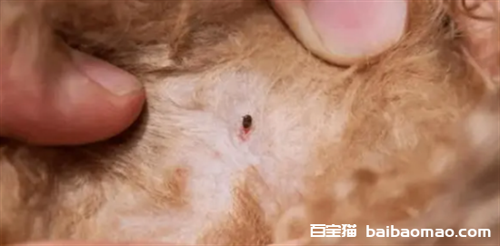 猫有寄生虫的症状