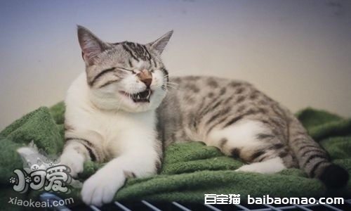 美国短尾猫吃什么好 美国短尾猫喂食指南