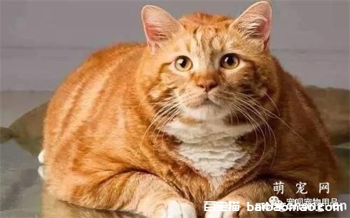 猫咪患暴食症的原因有哪些？