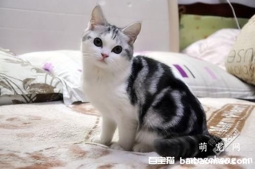 猫怀孕了不爱吃饭怎么办?