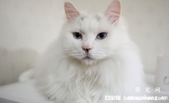 猫咪乳腺炎有哪些症状及治疗方法？