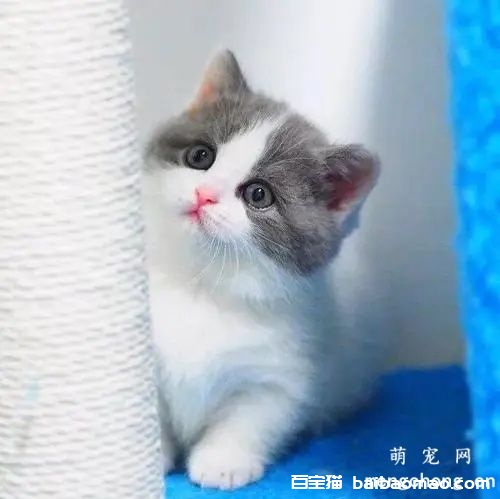 同窝的猫公母能配吗？