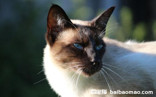 猫的胡须被剪掉会怎样?深入探讨猫胡须的功能及对猫咪的影响