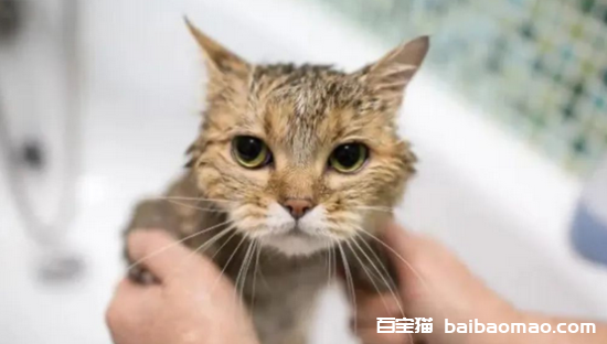 猫为什么不能经常洗澡