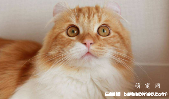 猫咪维生素B6缺乏有哪些症状？