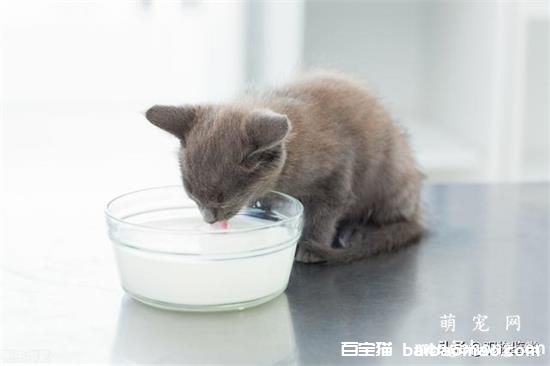 猫咪缺乏维生素B2怎么办？有什么症状呢