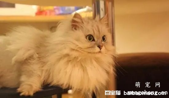 猫咪维生素B1缺乏症的症状与治疗