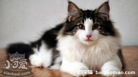 挪威森林猫幼猫一天吃几顿 定时定量喂养