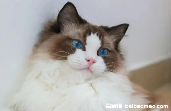 猫疫苗多少钱一针