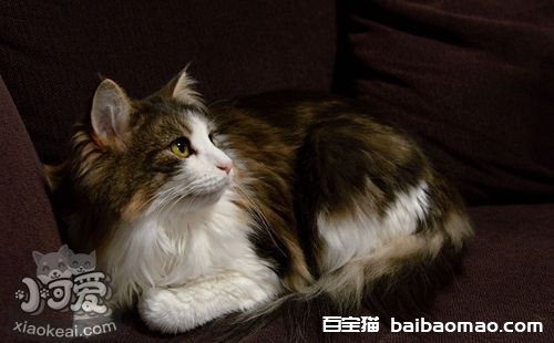 挪威森林猫吃什么 挪威森林猫喂食要点