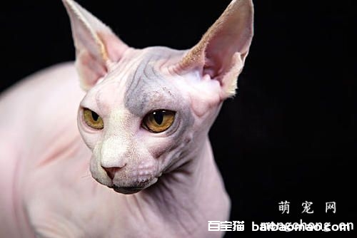 猫咪牙周炎的症状及治疗方法