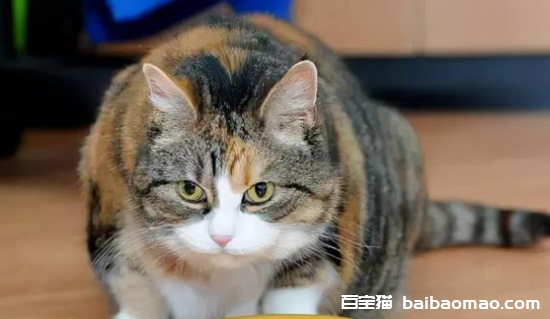 猫以前爱吃猫条现在不吃了