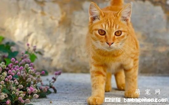 猫抓病有哪些症状呢？被猫抓伤后的3-10天可能会出现症状