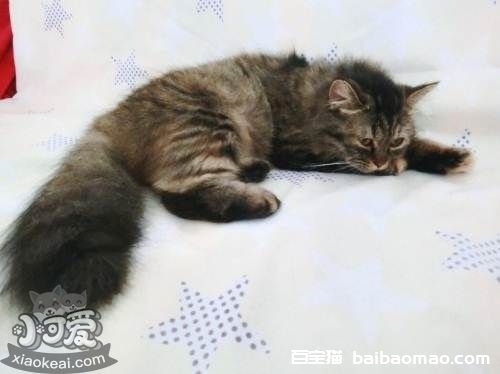 如何给金吉拉猫做美容 漂亮金吉拉猫美容方法