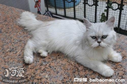 金吉拉猫能吃狗粮吗 不要让猫吃狗粮